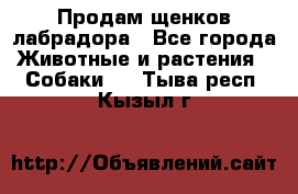 Продам щенков лабрадора - Все города Животные и растения » Собаки   . Тыва респ.,Кызыл г.